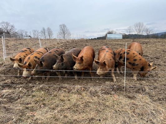 Of Pigs and Produce